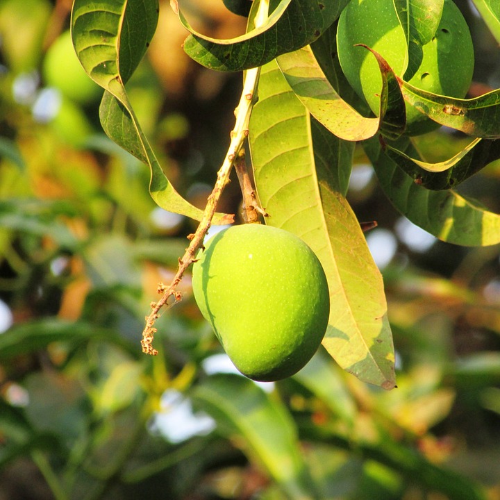 Can Dogs Eat Mango? A Guide to Safe Fruit Consumption for Your Pup