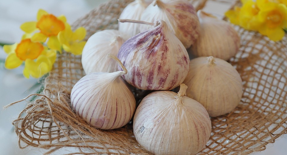 Is Garlic Harmful to Dogs? A Vet's Guide to Safety