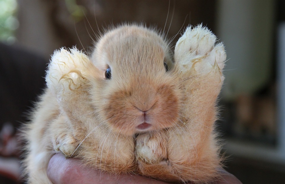 Can Rabbits Eat Peaches? (Safe Fruits for Bunnies)