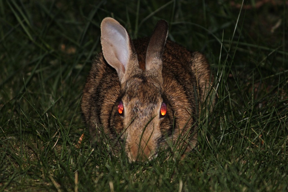 How to Humanely Deter Rabbits from Your Garden