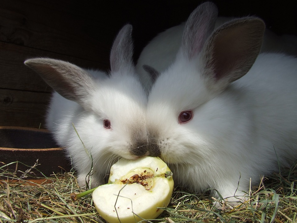 The Best Diet for Rabbits: A Complete Guide to Feeding Your Bunny