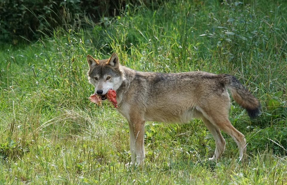 Can Dogs Eat Almonds? (Safe or Toxic? Find Out Here!)