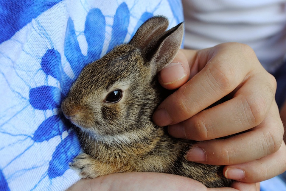 Bunny Rabbit Prices at Petco: Find Your New Furry Friend