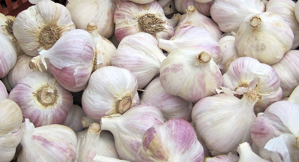 Can Dogs Eat Garlic? A Vet Explains the Risks and Benefits