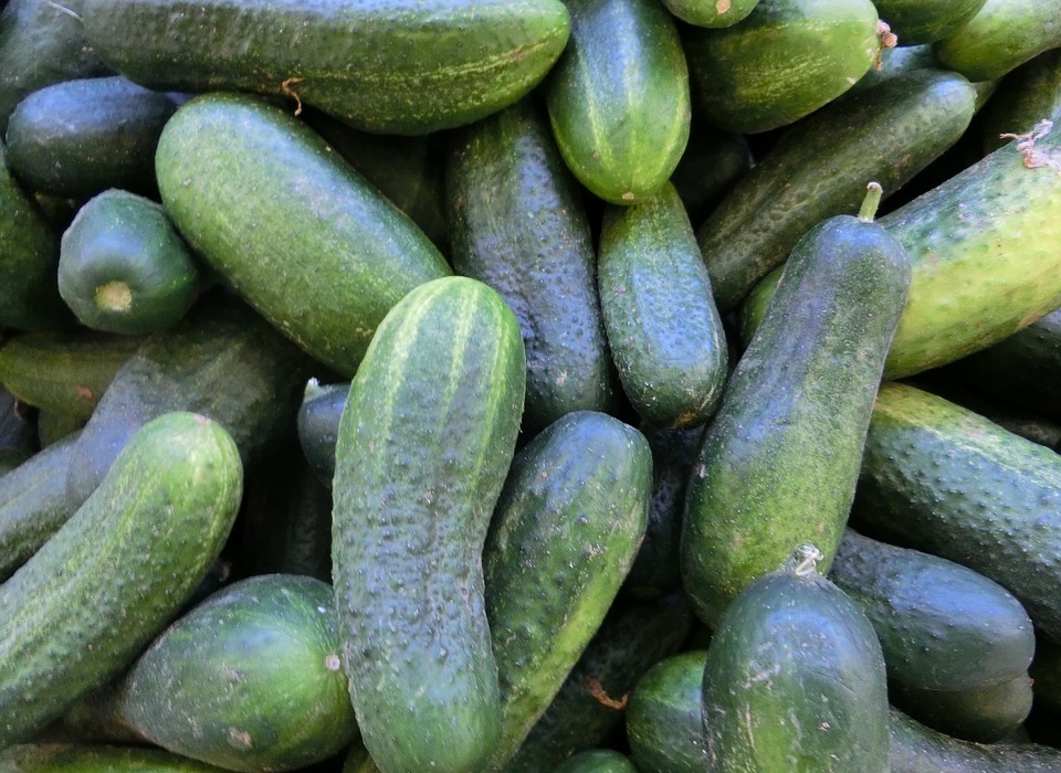 Can Dogs Eat Cucumbers? A Vet-Approved Guide