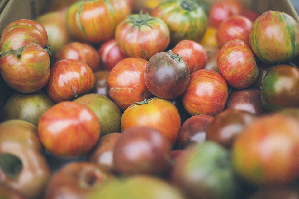 Do Rabbits Eat Tomato Plants? (And How to Protect Your Garden)