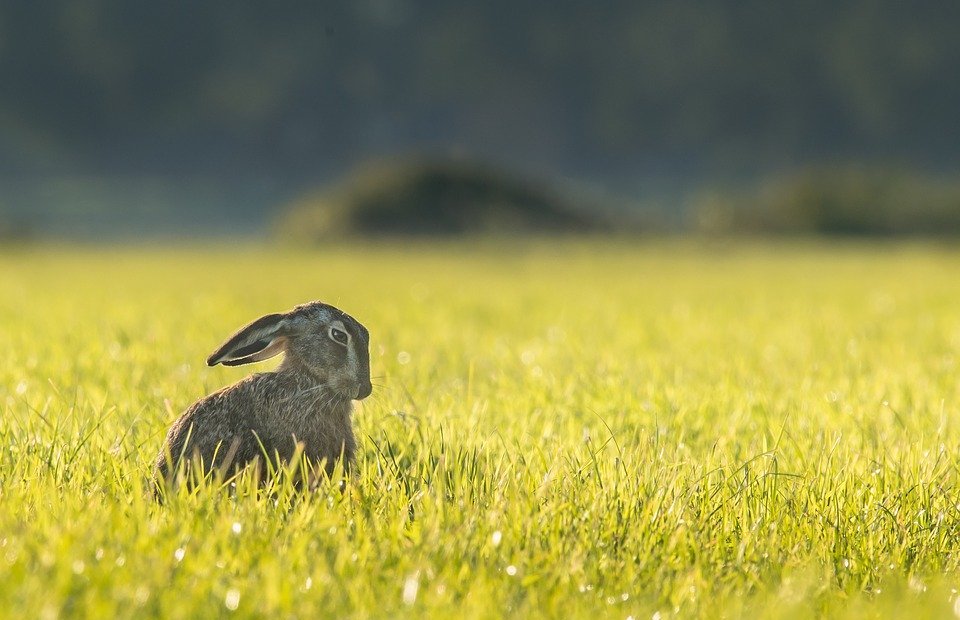 Can Rabbits Eat Basil? A Guide to Safe Herbs for Your Bunny