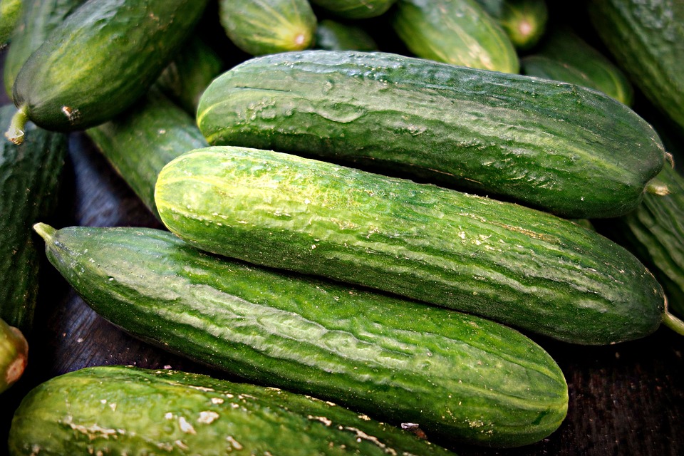 Can Dogs Eat Cucumbers? A Vet-Approved Guide