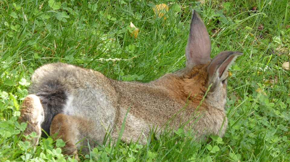 Do Rabbits Hibernate? The Truth About Their Winter Behavior