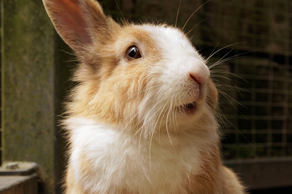 Can Rabbits Eat Cabbage? (Safe or Harmful?)