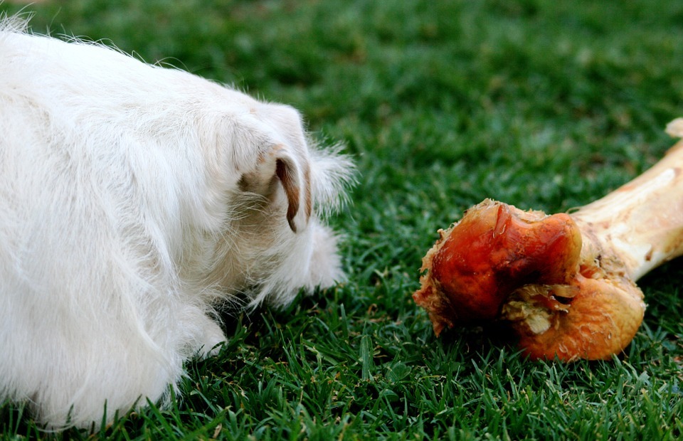 Can Dogs Eat Spinach? A Vet-Approved Guide