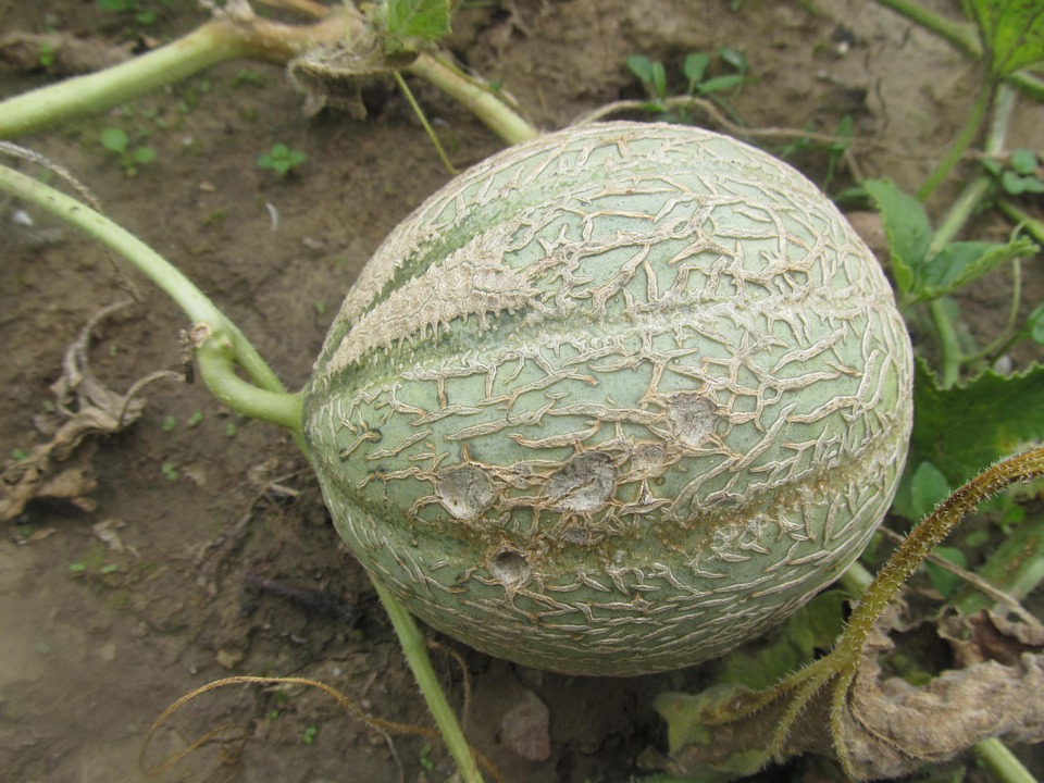 Can Dogs Eat Cantaloupe? A Vet-Approved Guide