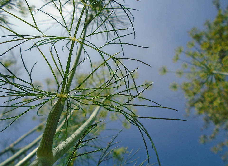 Can Rabbits Eat Dill? A Guide to Safe Treats for Your Bunny