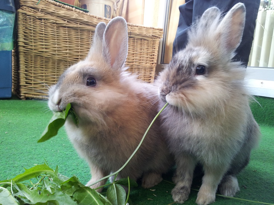 The Best Habitats for Pet Rabbits: Indoor vs. Outdoor Housing