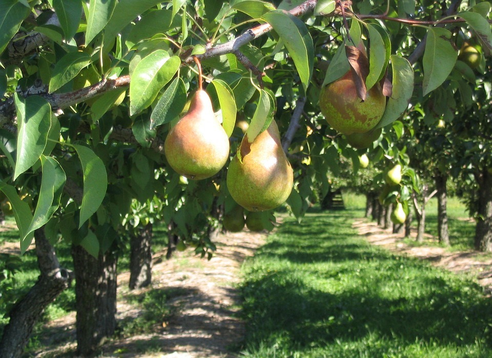 Can Dogs Eat Pears? A Guide to Pear Safety for Your Pup