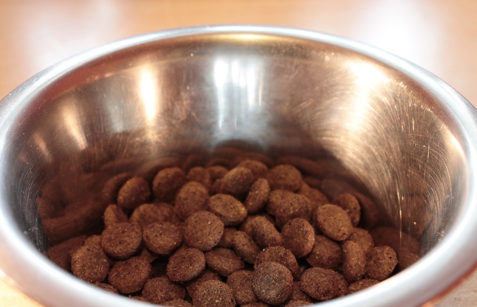 Can Dogs Eat Cashews? A Vet's Guide to Nut Safety for Your Pup