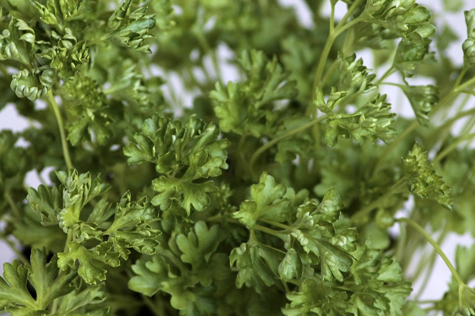 Can Rabbits Eat Parsley? (Safe or Toxic? Find Out Here!)