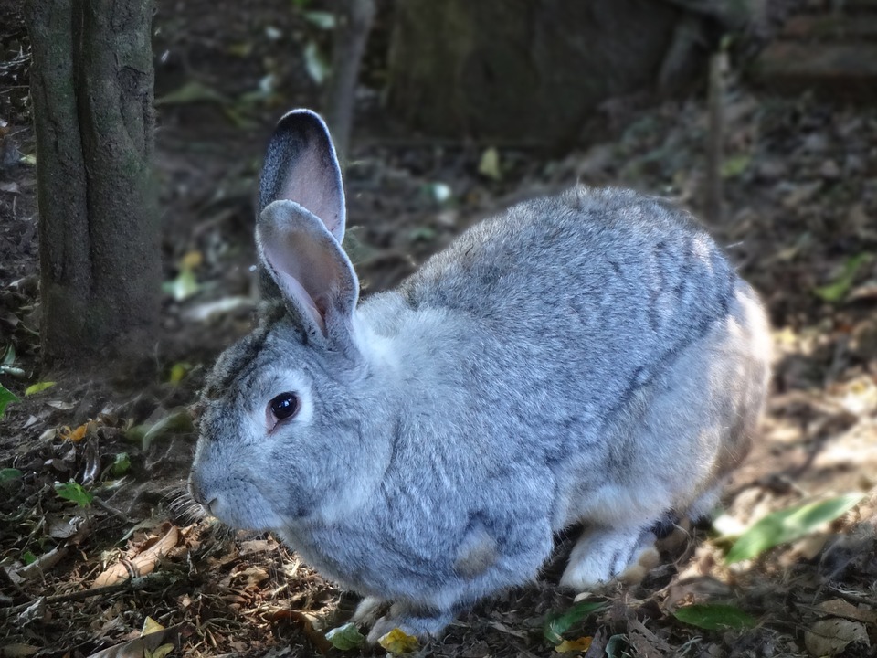 Rabbit Pregnancy: How Long Do Rabbits Carry Their Young?