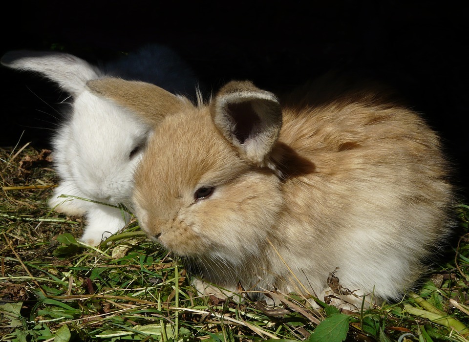 How to Humanely Control Rabbits in Your Garden