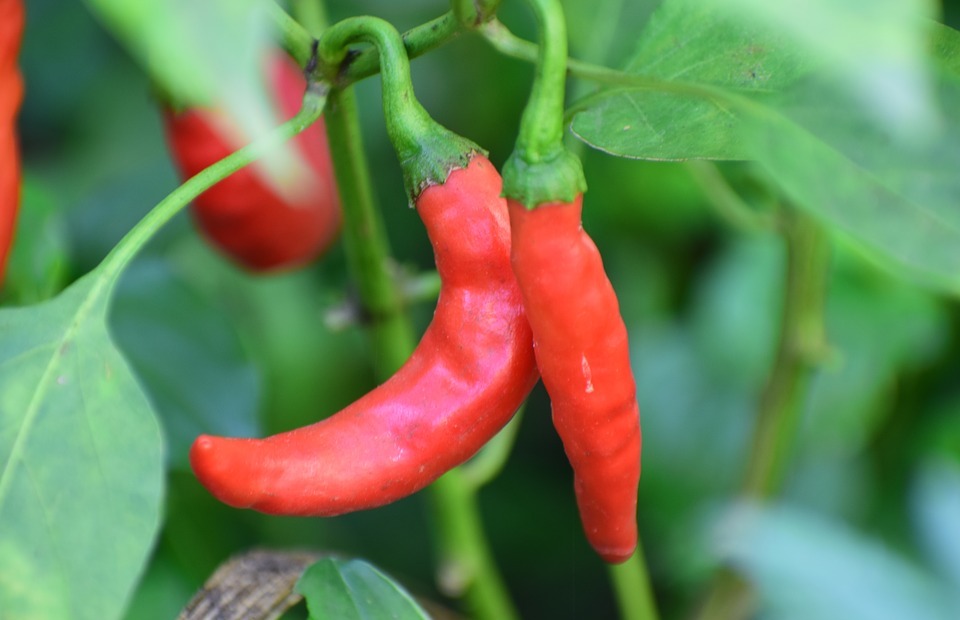 Can Rabbits Eat Bell Peppers? A Complete Guide