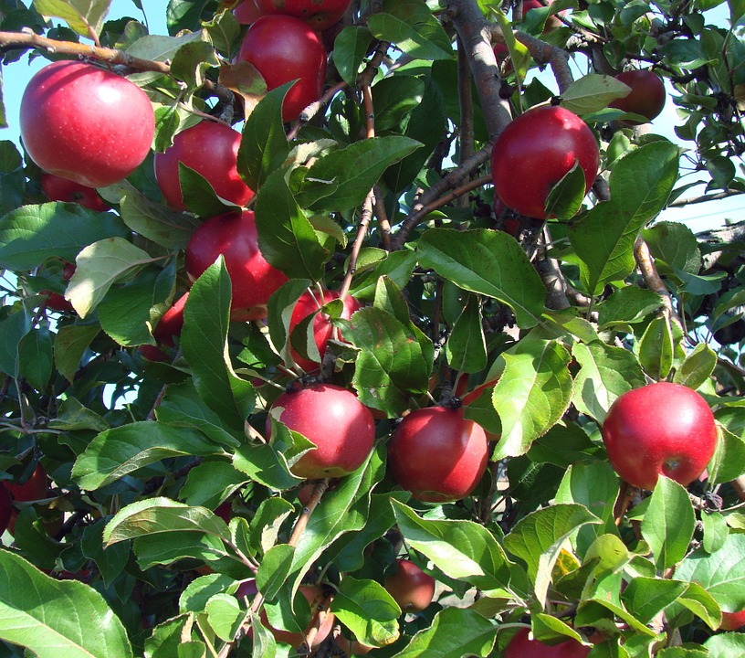 Can Dogs Eat Apples? A Guide to Safe Fruit Treats