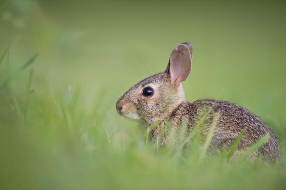 Can Cats and Rabbits Live Together? A Guide to Compatibility