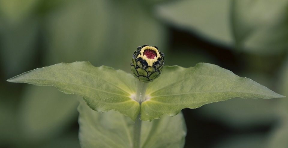 Can Rabbits Eat Zinnias? A Guide to Safe Flowers for Bunnies