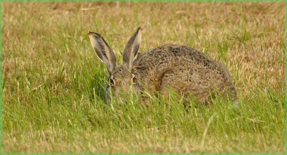 Do Rabbits Blink? Understanding Rabbit Eye Behavior