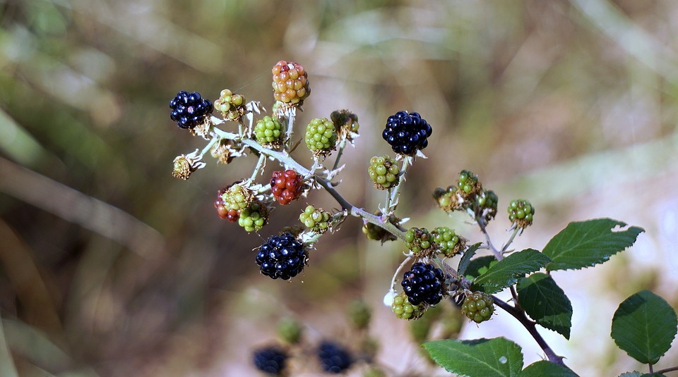 Can Dogs Eat Blackberries? A Guide for Pet Owners