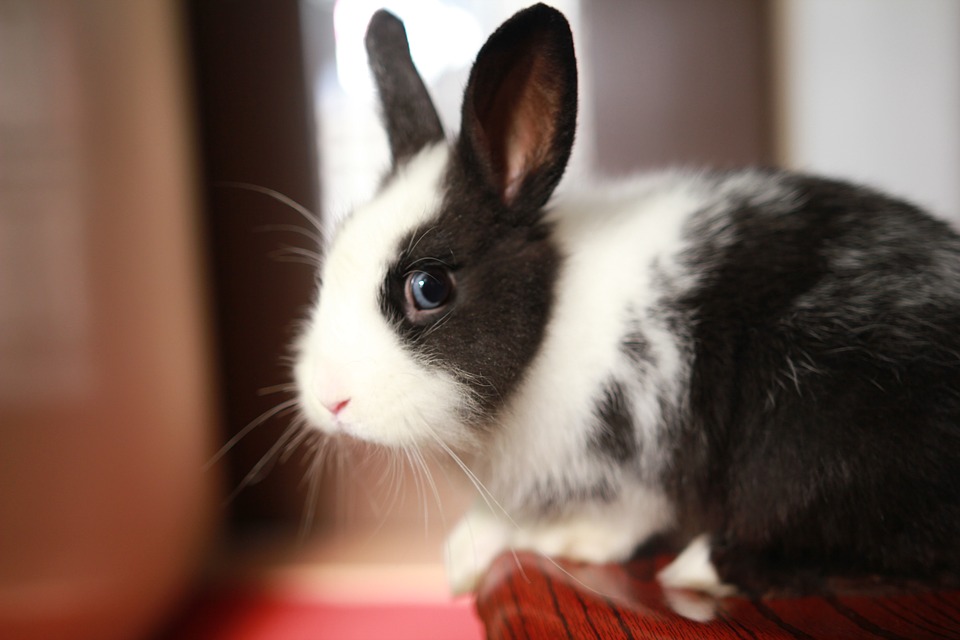 Can Rabbits Eat Cherries? A Guide to Safe Fruits and Veggies