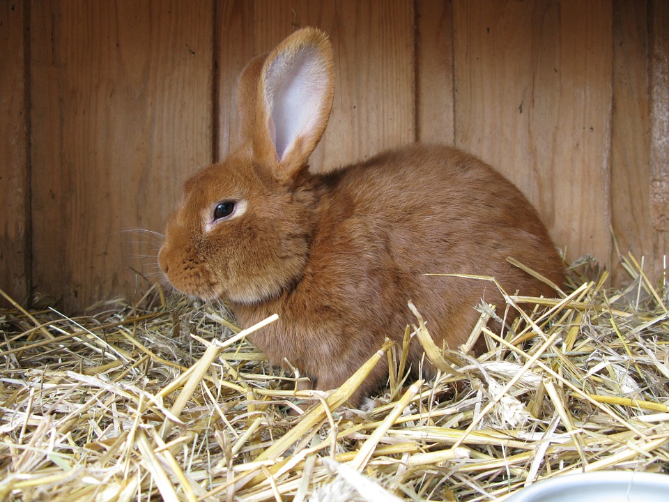 What Do Rabbits Eat on Gravel Roads in Texas?