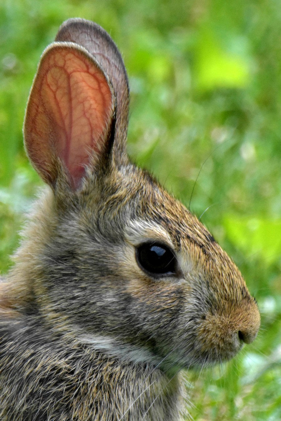 Rabbit Pregnancy: Signs and Symptoms