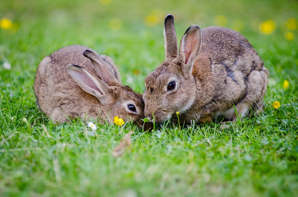 The Best Diet for Baby Rabbits: What to Feed Your Bunnies