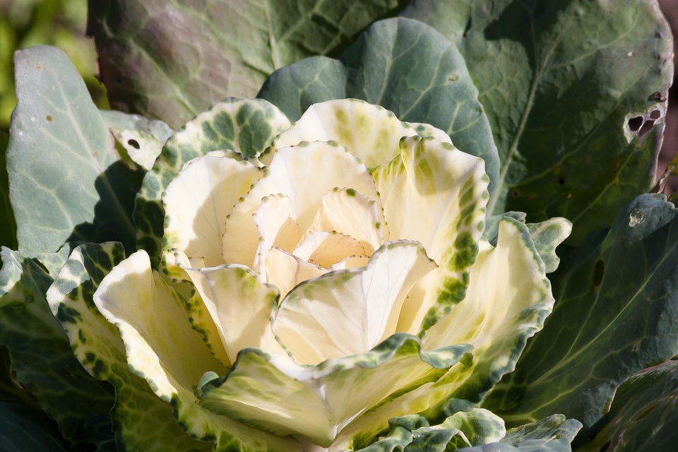 Can Dogs Eat Cabbage? A Guide to Safe Veggies for Your Pup