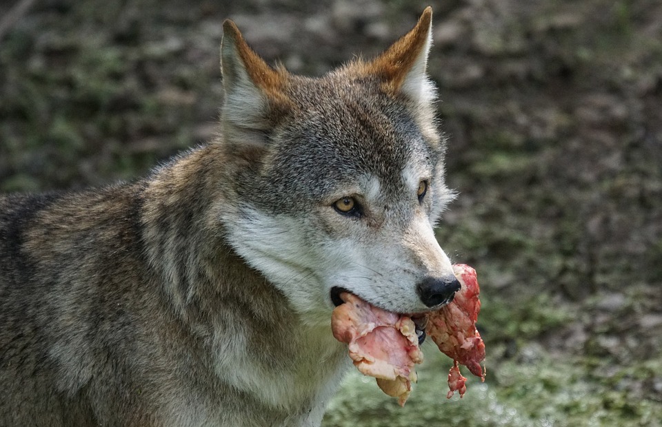 Can Dogs Eat Popcorn? A Guide for Pet Owners