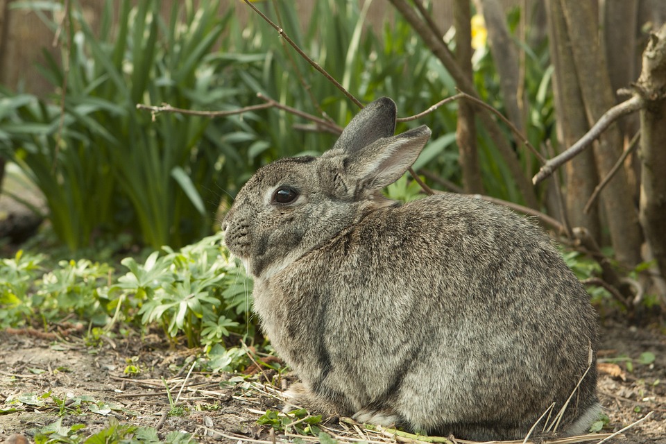 How Many Rabbits Are in a Litter? (Everything You Need to Know)