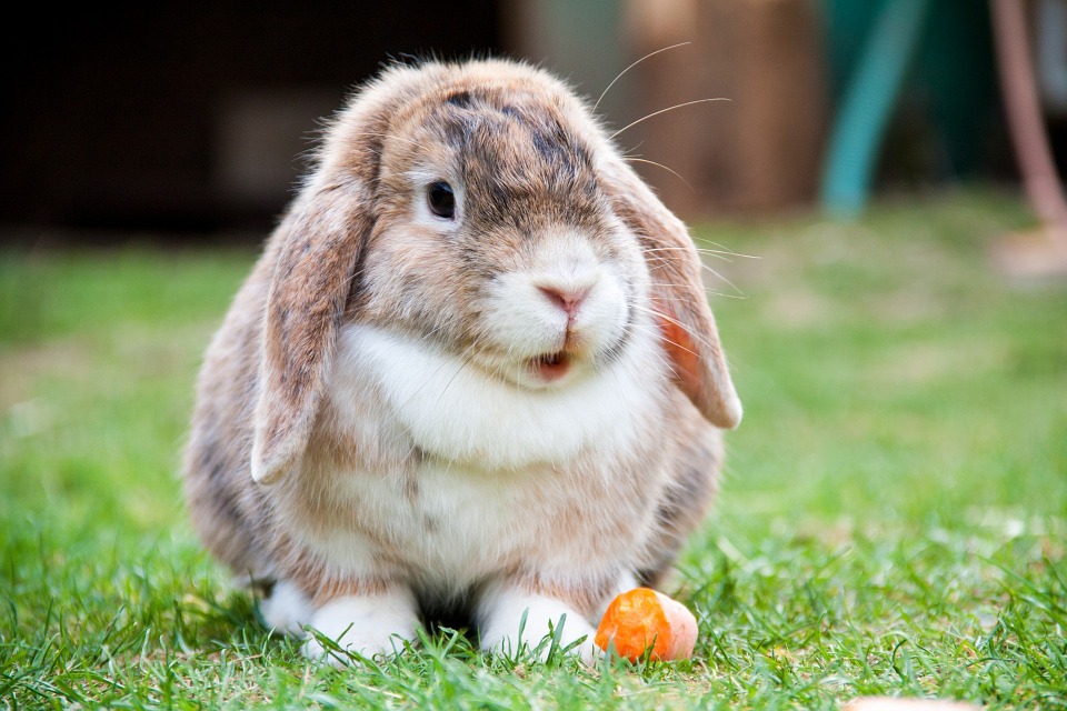 How to Humanely Control Rabbits in Your Garden