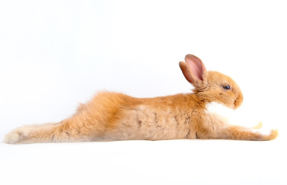 Can Rabbits Eat Begonias? (Safety Guide for Your Bunny)