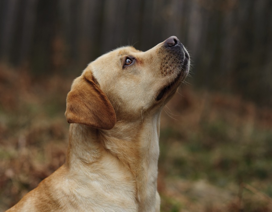 Can Dogs Eat Pistachios? (Is It Safe or Toxic?)