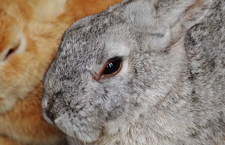 Can Rabbits Eat Peanuts? (Safe or Harmful?)