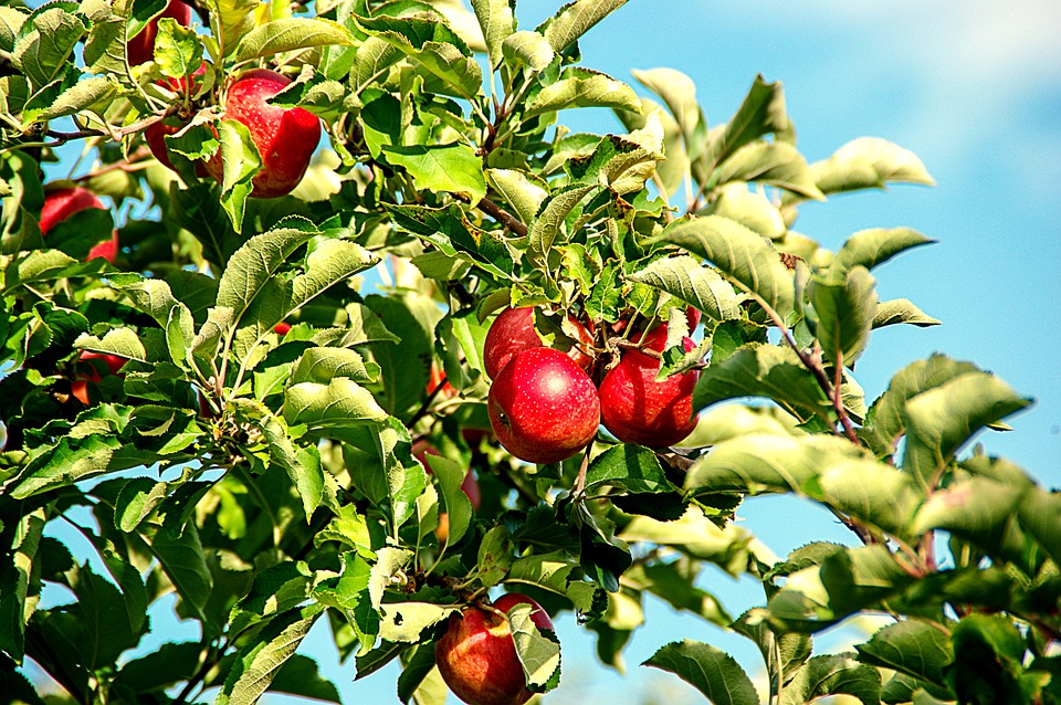 Can Dogs Eat Apples? A Guide to Safe Fruit for Your Pup