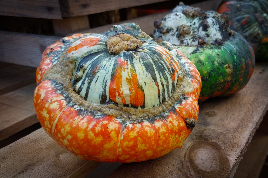 Can Rabbits Eat Squash? A Guide to Safe Vegetables for Bunnies