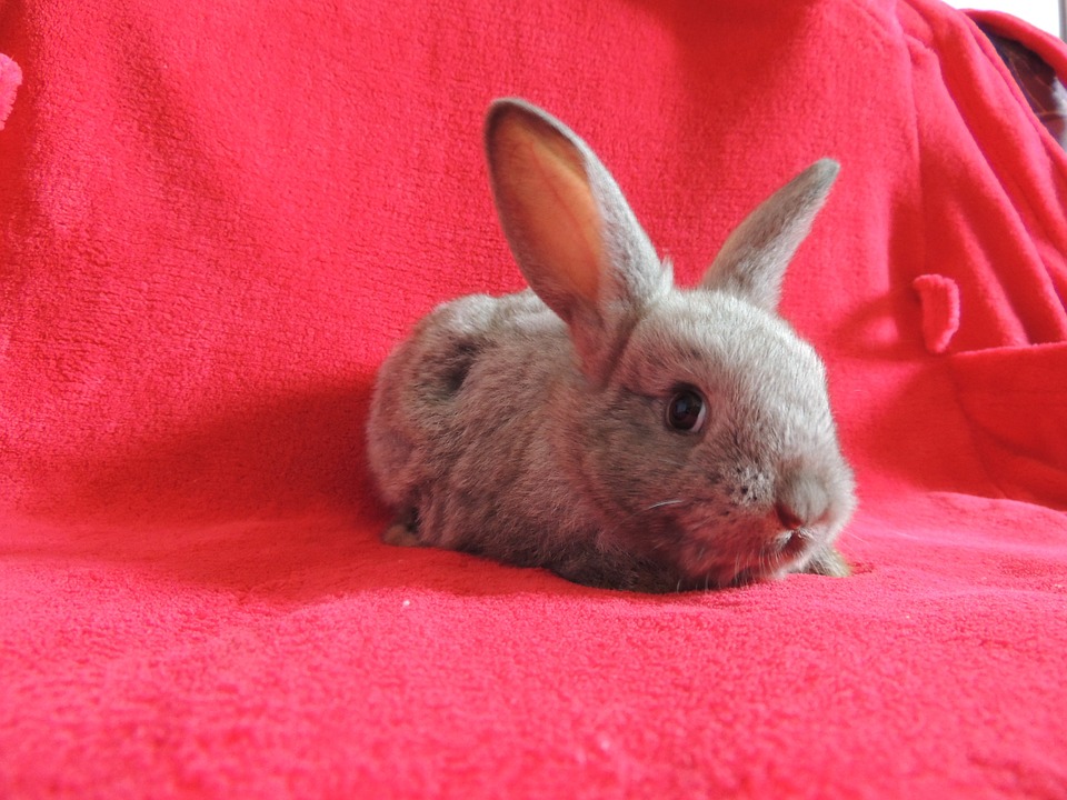 Can Rabbits Eat Mustard Greens? A Guide to Safe Greens for Bunnies