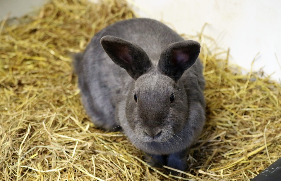 Can Rabbits Shower? (The Ultimate Guide to Bathing Bunnies)