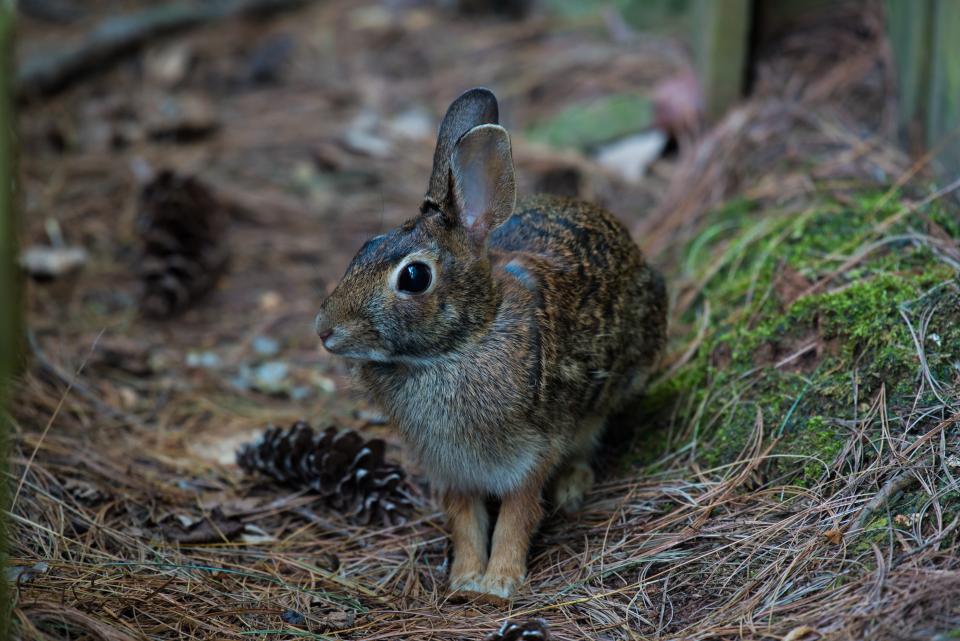 Rabbit Lifespan: How Long Do Domestic Rabbits Live?