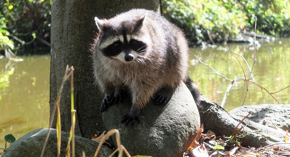 Do Raccoons Eat Rabbits? A Look at Their Diet