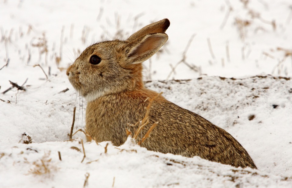 Cottontail Rabbit Lifespan in the Wild: How Long Do They Live?