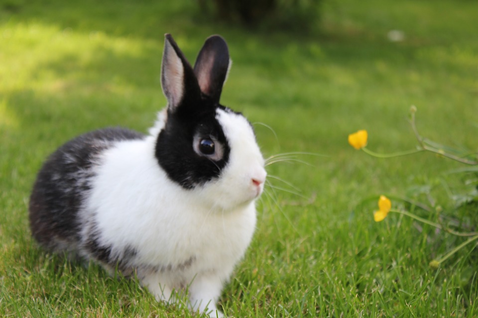 Can Rabbits Eat Potatoes? A Complete Guide for Rabbit Owners