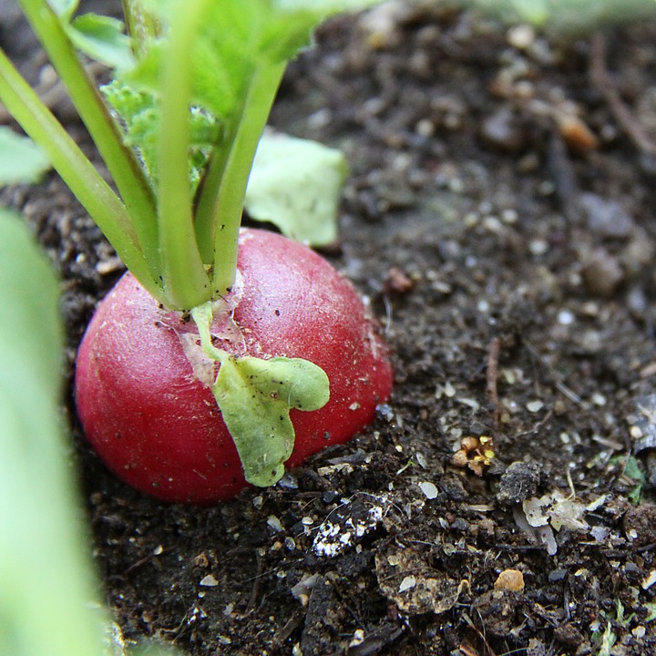 Can Rabbits Eat Radishes? A Guide to Safe Treats