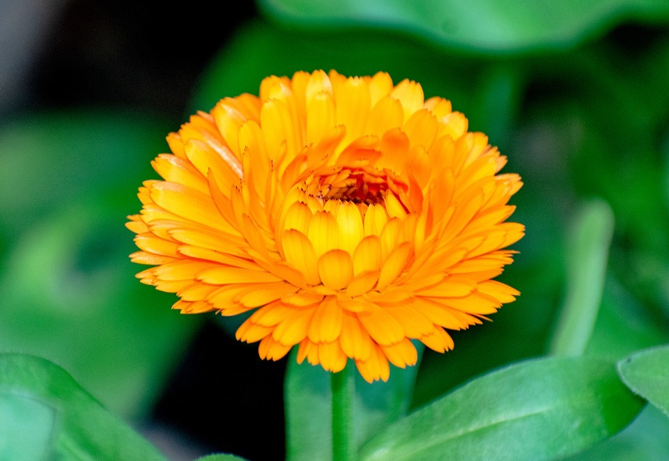 Do Marigolds Repel Rabbits?